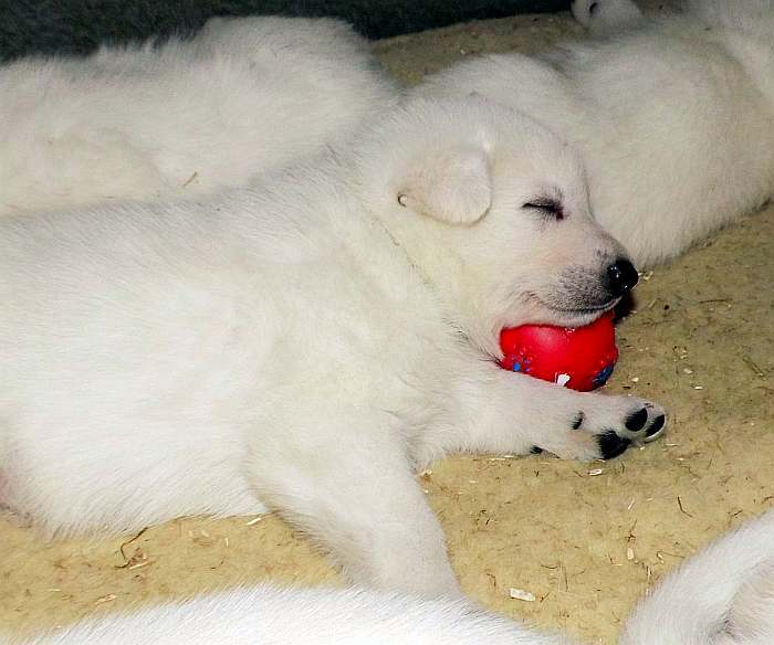 weisser Schferhundwelpe von den Grenzgngern