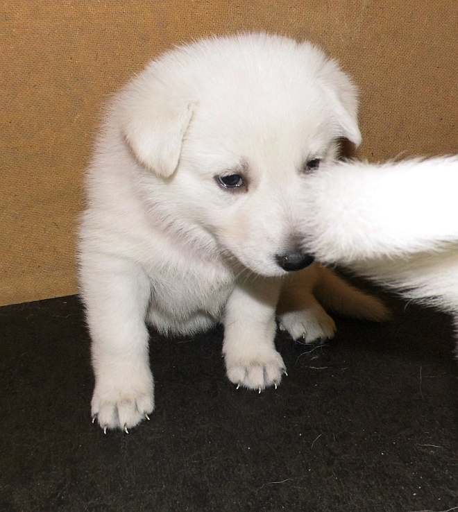 weisser Schferhundwelpe von den Grenzgngern