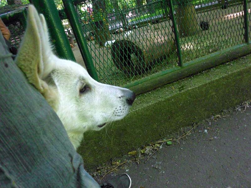 weisser Schferhund von den Grenzgngern