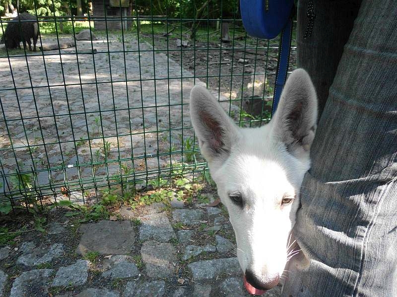 weisser Schferhund von den Grenzgngern