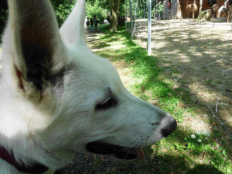 weisser Schferhund von den Grenzgngern