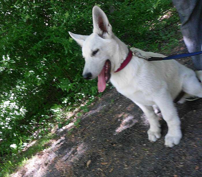 weisser Schferhund von den Grenzgngern