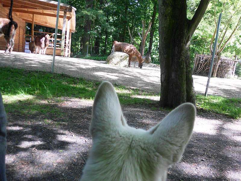 weisser Schferhund von den Grenzgngern