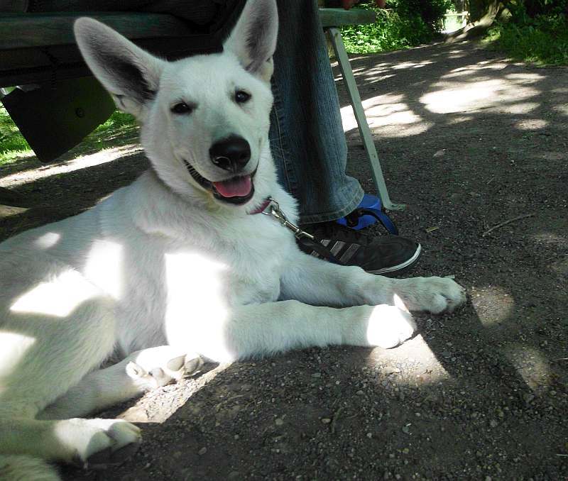 weisser Schferhund von den Grenzgngern