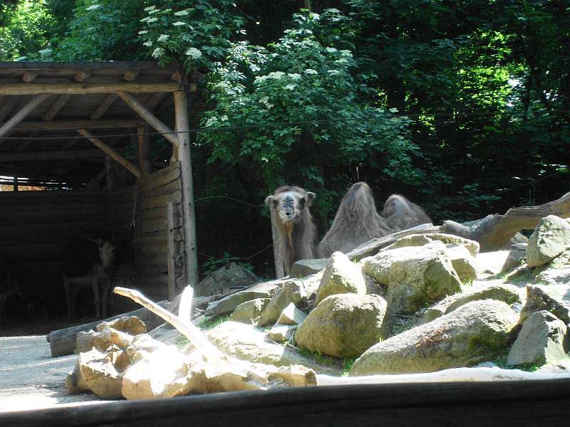 weisser Schferhund von den Grenzgngern