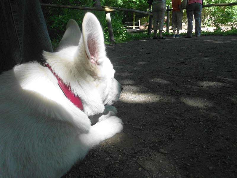 weisser Schferhund von den Grenzgngern