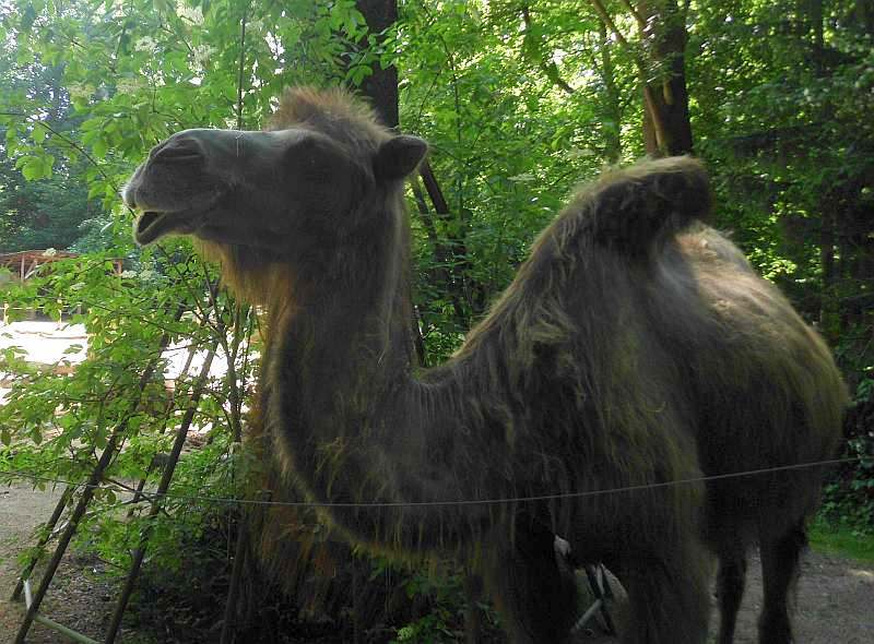 weisser Schferhund von den Grenzgngern