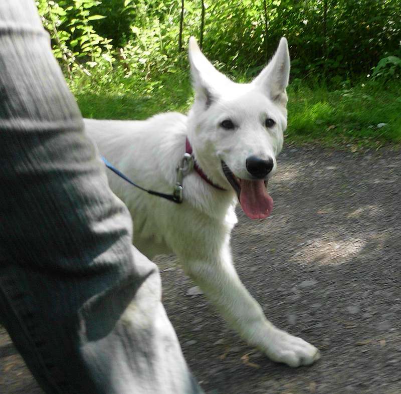 weisser Schferhund von den Grenzgngern