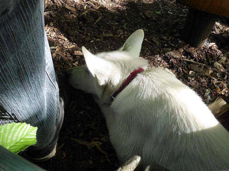 weisser Schferhund von den Grenzgngern