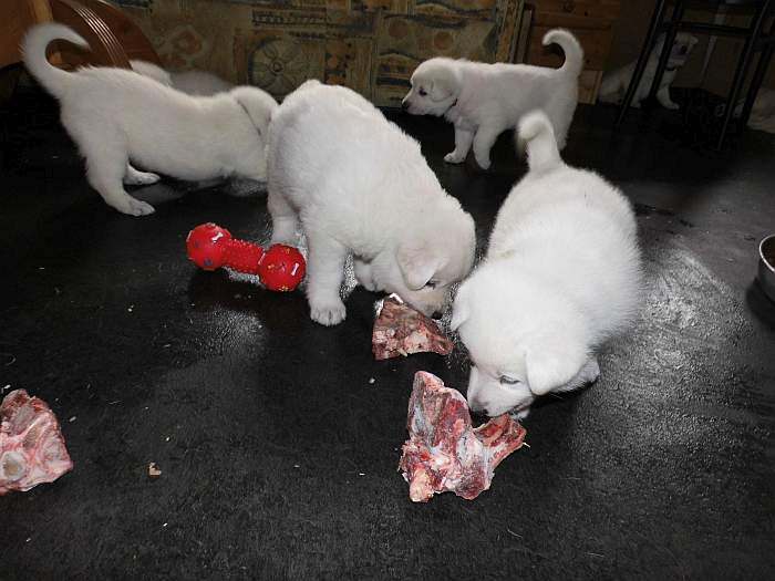 weisse Schferhundwelpen