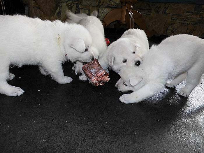 weisse Schferhundwelpen