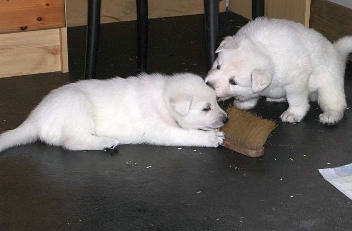 weisser Schferhundwelpe von den Grenzgngern