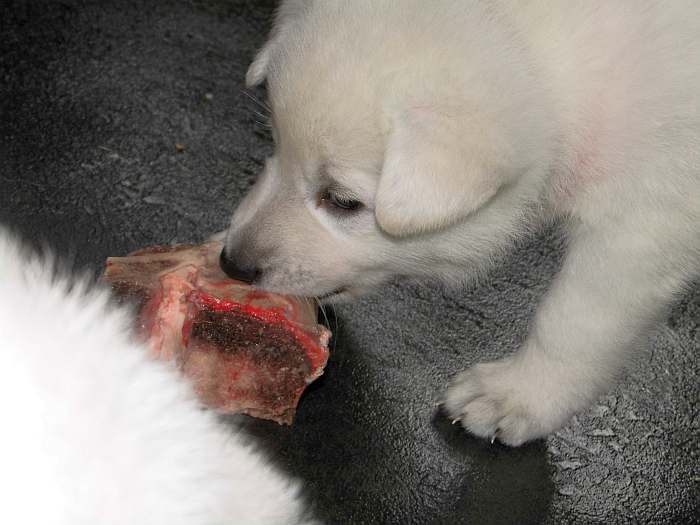 weisser Schferhundwelpe von den Grenzgngern