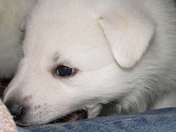 weisser Schferhundwelpe von den Grenzgngern