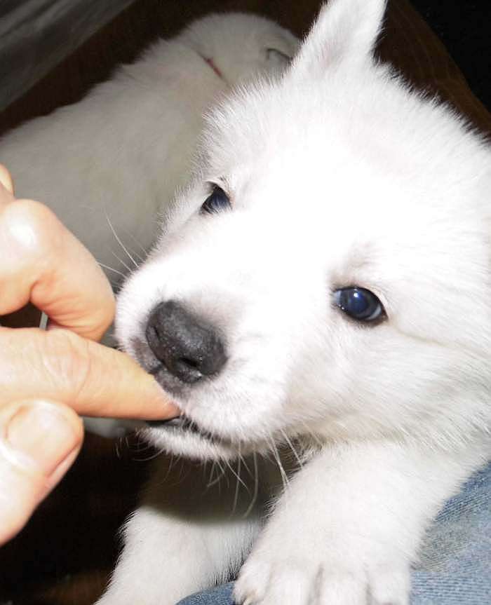 weisser Schferhundwelpe von den Grenzgngern