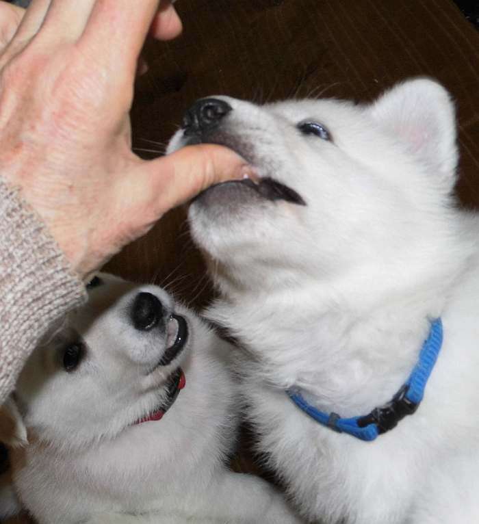 weisser Schferhundwelpe von den Grenzgngern