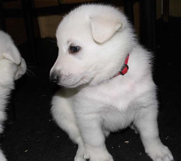 weisser Schferhundwelpe von den Grenzgngern