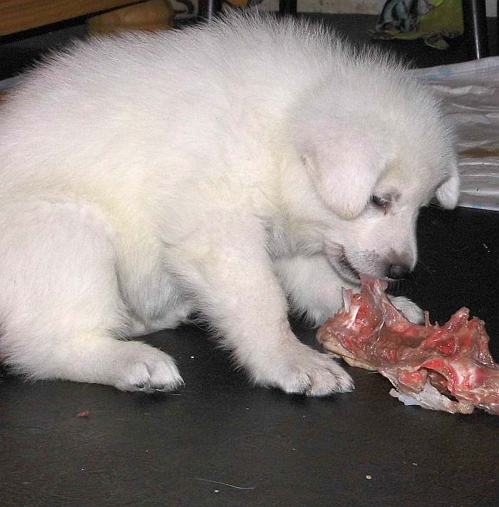 weisse Schferhundwelpen