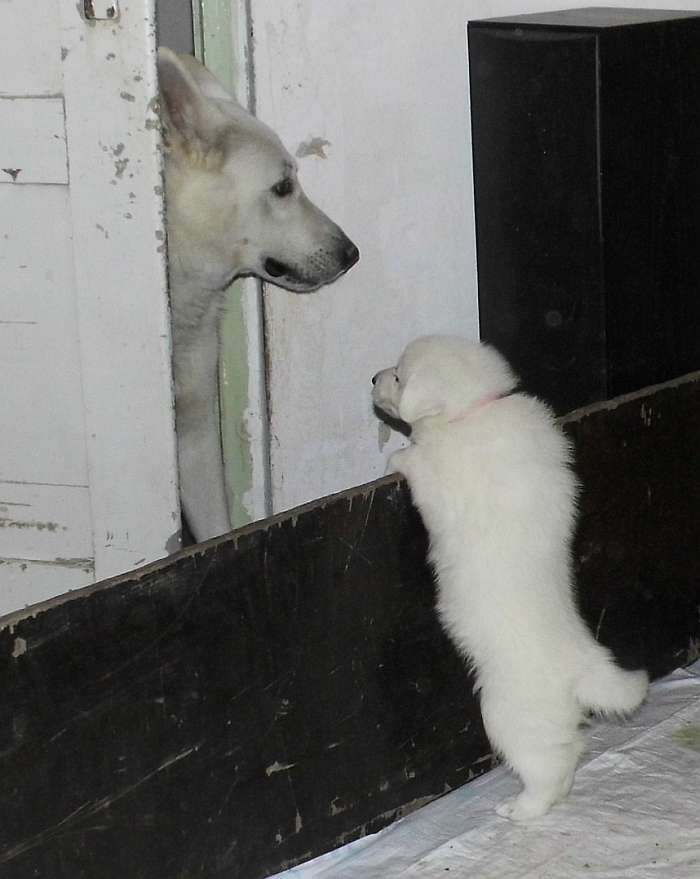 weisse Schferhundwelpen