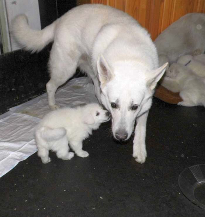 weisse Schferhundwelpen