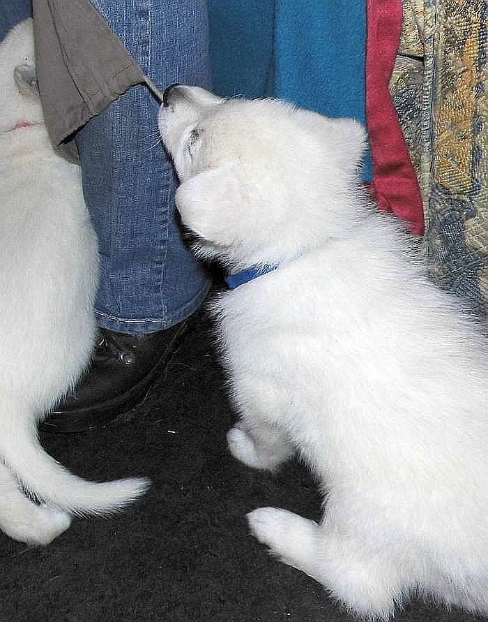 weisser Schferhundwelpe von den Grenzgngern