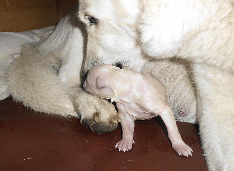 Weisse Schferhundwelpen von den Grenzgngern