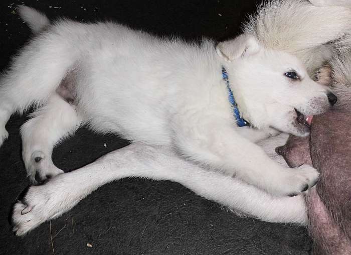 weisser Schferhundwelpe von den Grenzgngern