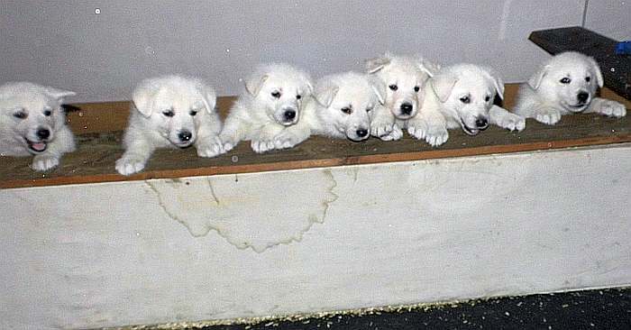 weisse Schferhundwelpen von den Grenzgngern