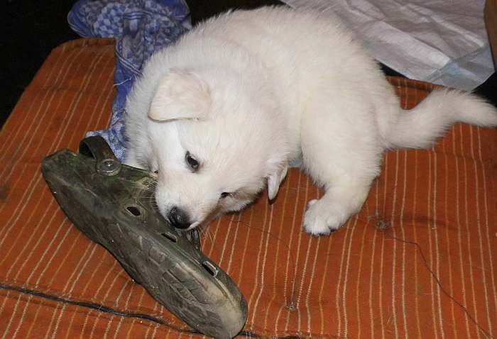 Weisser Schferhundwelpe von den Grenzgngern