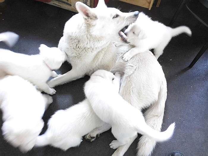 weisse Schferhundwelpen von den Grenzgngern