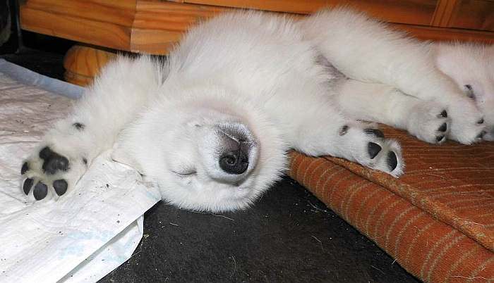 weisser Schferhundwelpe von den Grenzgngern