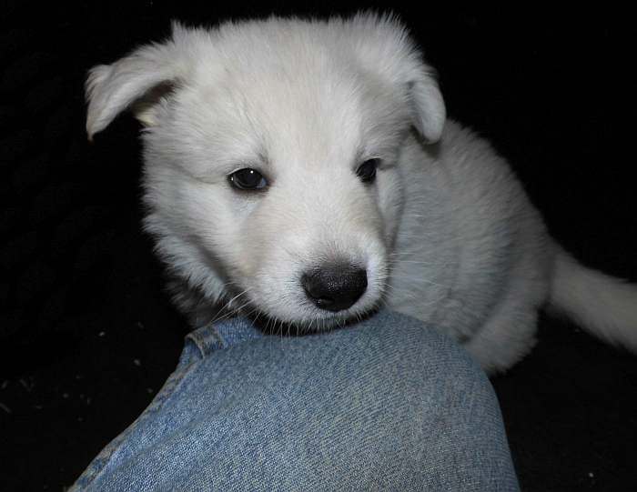 Weisser Schferhundwelpe von den Grenzgngern