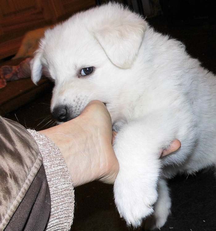 Weisser Schferhundwelpe von den Grenzgngern