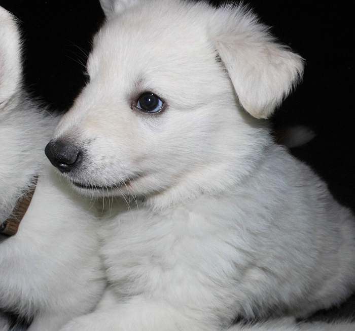 Weisser Schferhundwelpe von den Grenzgngern