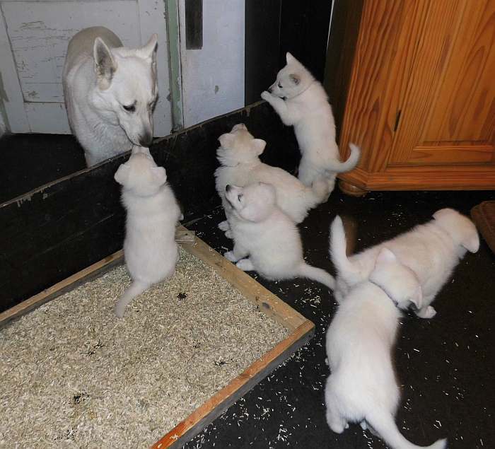 weisse Schferhundwelpen von den Grenzgngern