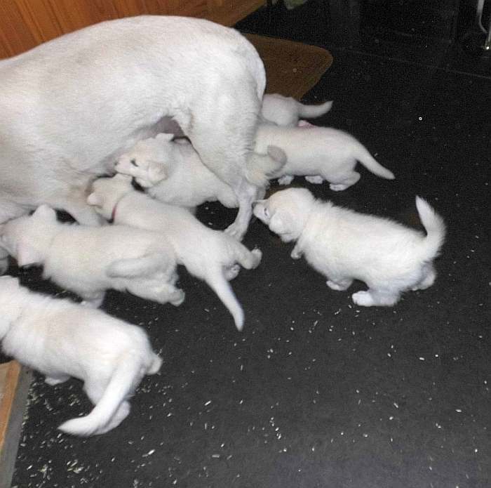 weisse Schferhundwelpen von den Grenzgngern