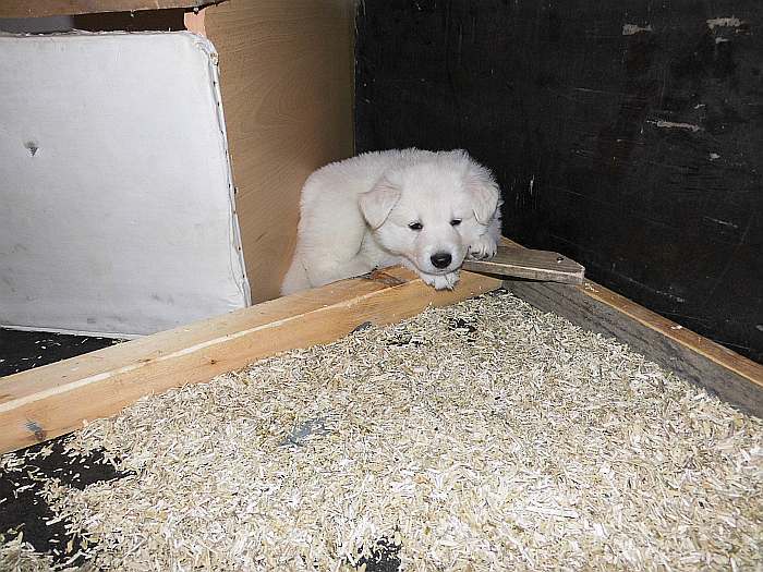 Weisser Schferhundwelpe von den Grenzgngern