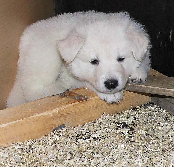 Weisser Schferhundwelpe von den Grenzgngern