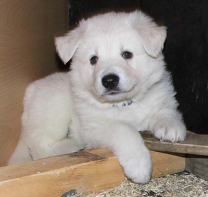 Weisser Schferhundwelpe von den Grenzgngern