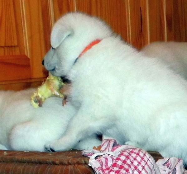 Weisser Schferhundwelpe von den Grenzgngern