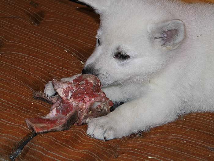 Weisser Schferhundwelpe von den Grenzgngern