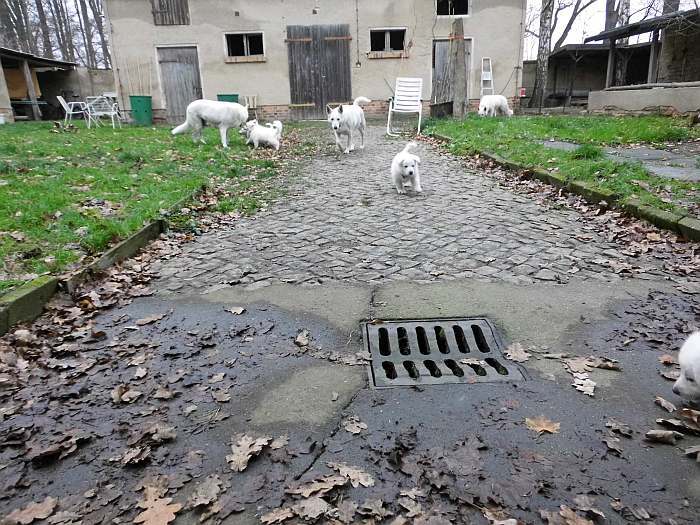 Weisse Schferhundwelpen von den Grenzgngern