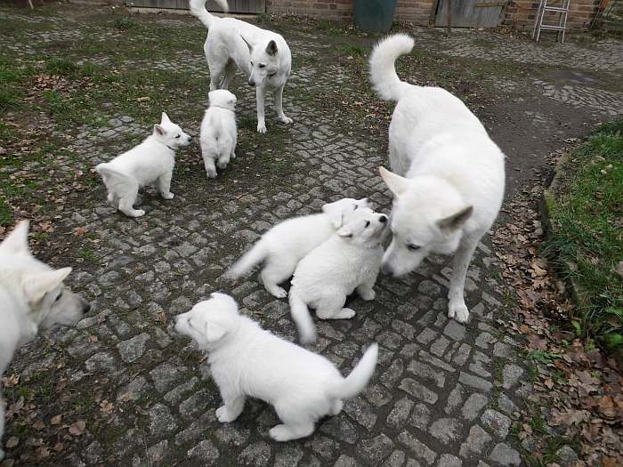 Weisse Schferhundwelpen von den Grenzgngern