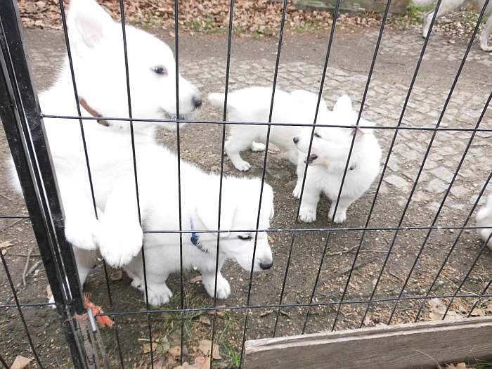 Weisse Schferhundwelpen von den Grenzgngern