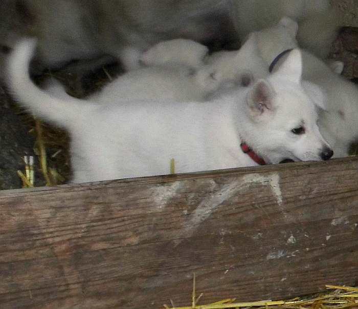 Weisser Schferhundwelpe von den Grenzgngern