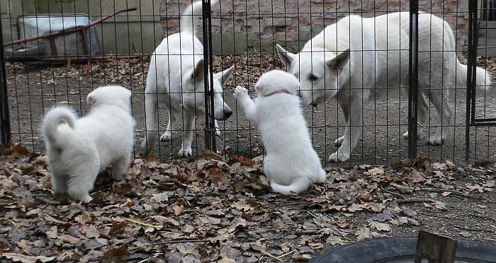 Weisse Schferhundwelpen von den Grenzgngern