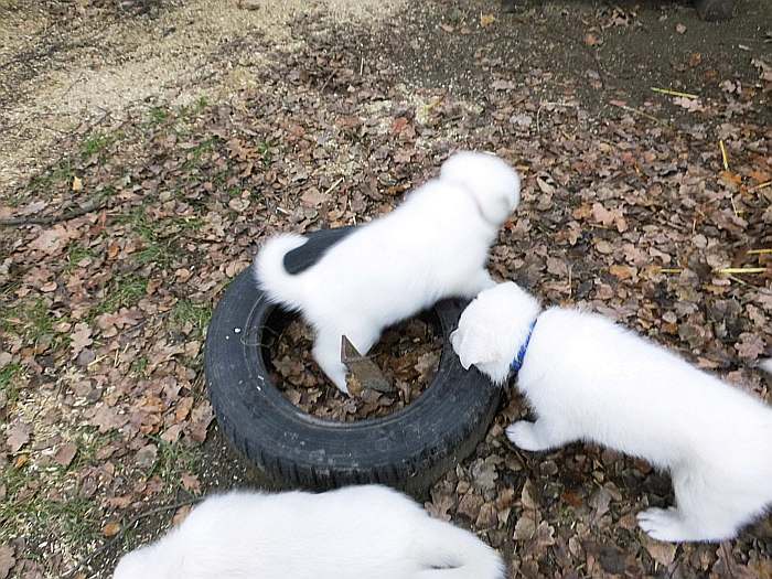 Weisse Schferhundwelpen von den Grenzgngern