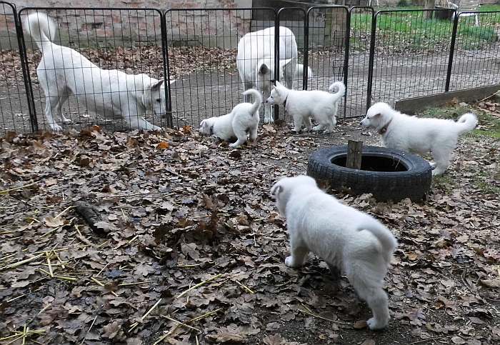 Weisse Schferhundwelpen von den Grenzgngern