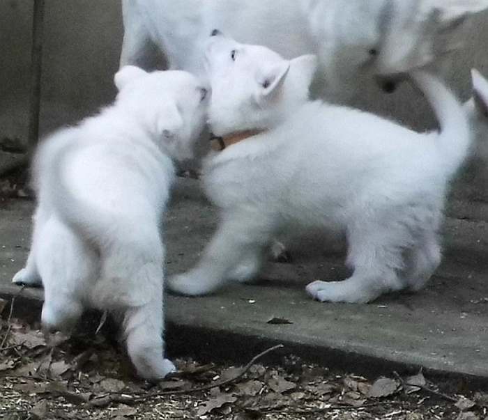 Weisser Schferhundwelpe von den Grenzgngern