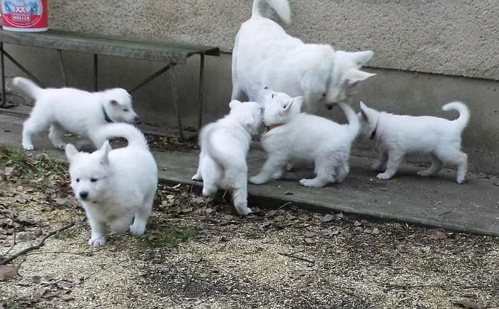 weisse Schferhundwelpen von den Grenzgngern